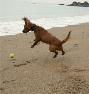 is durdle door beach dog friendly