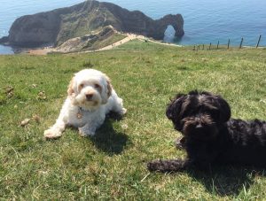 can you take dogs on durdle door beach